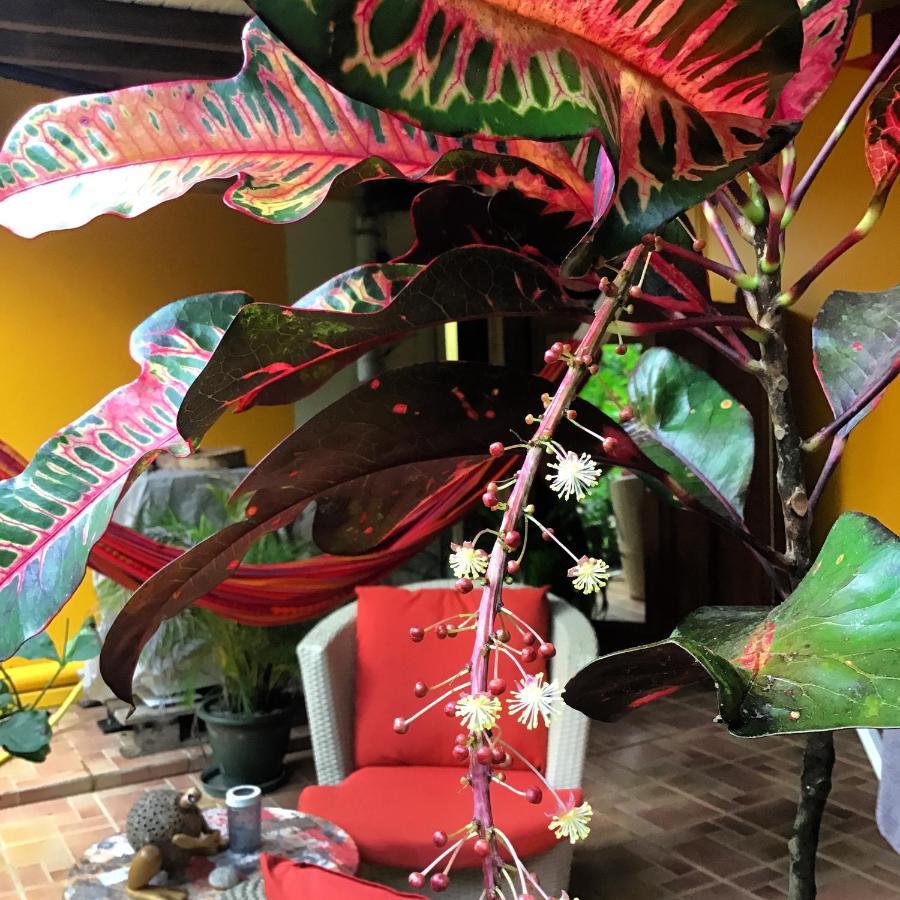 L'Ecomusee Creole De La Guadeloupe Sainte-Rose Buitenkant foto