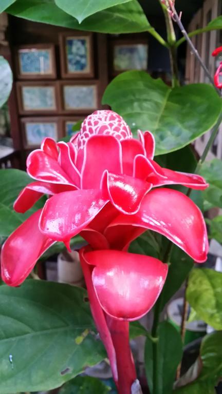 L'Ecomusee Creole De La Guadeloupe Sainte-Rose Kamer foto