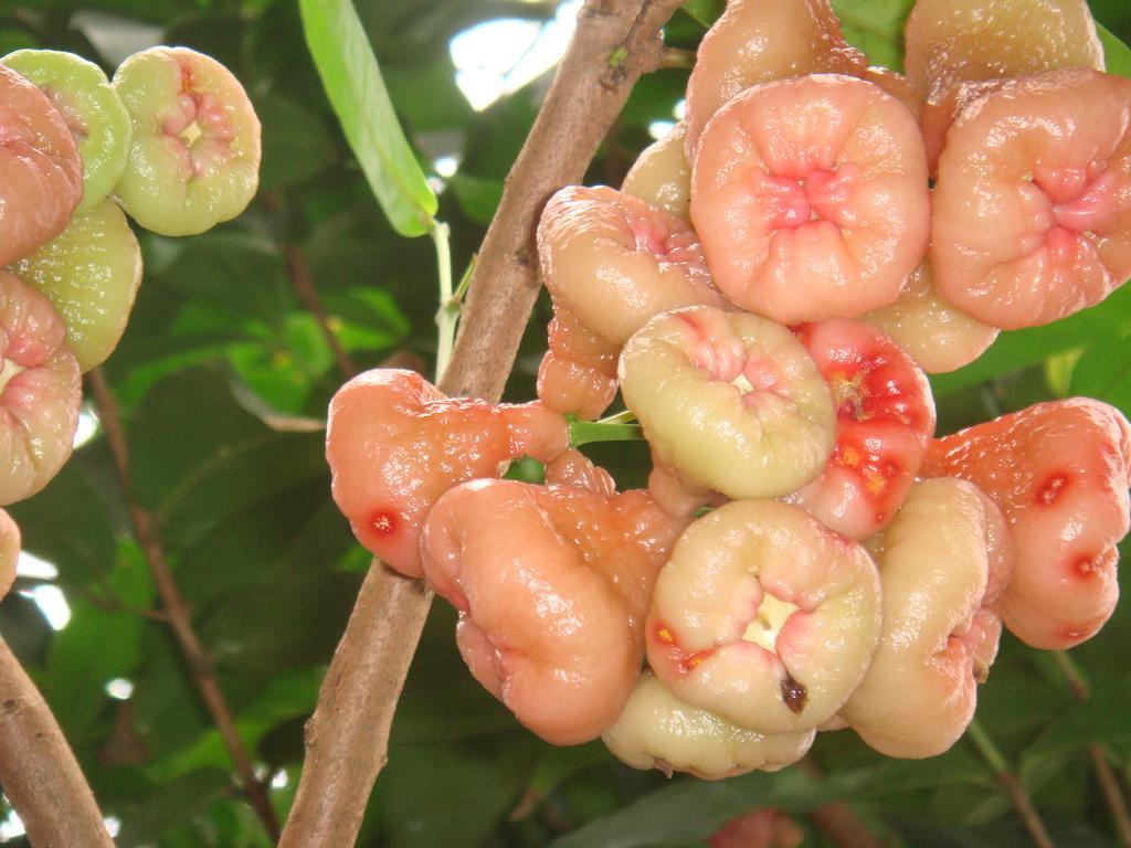 L'Ecomusee Creole De La Guadeloupe Sainte-Rose Buitenkant foto