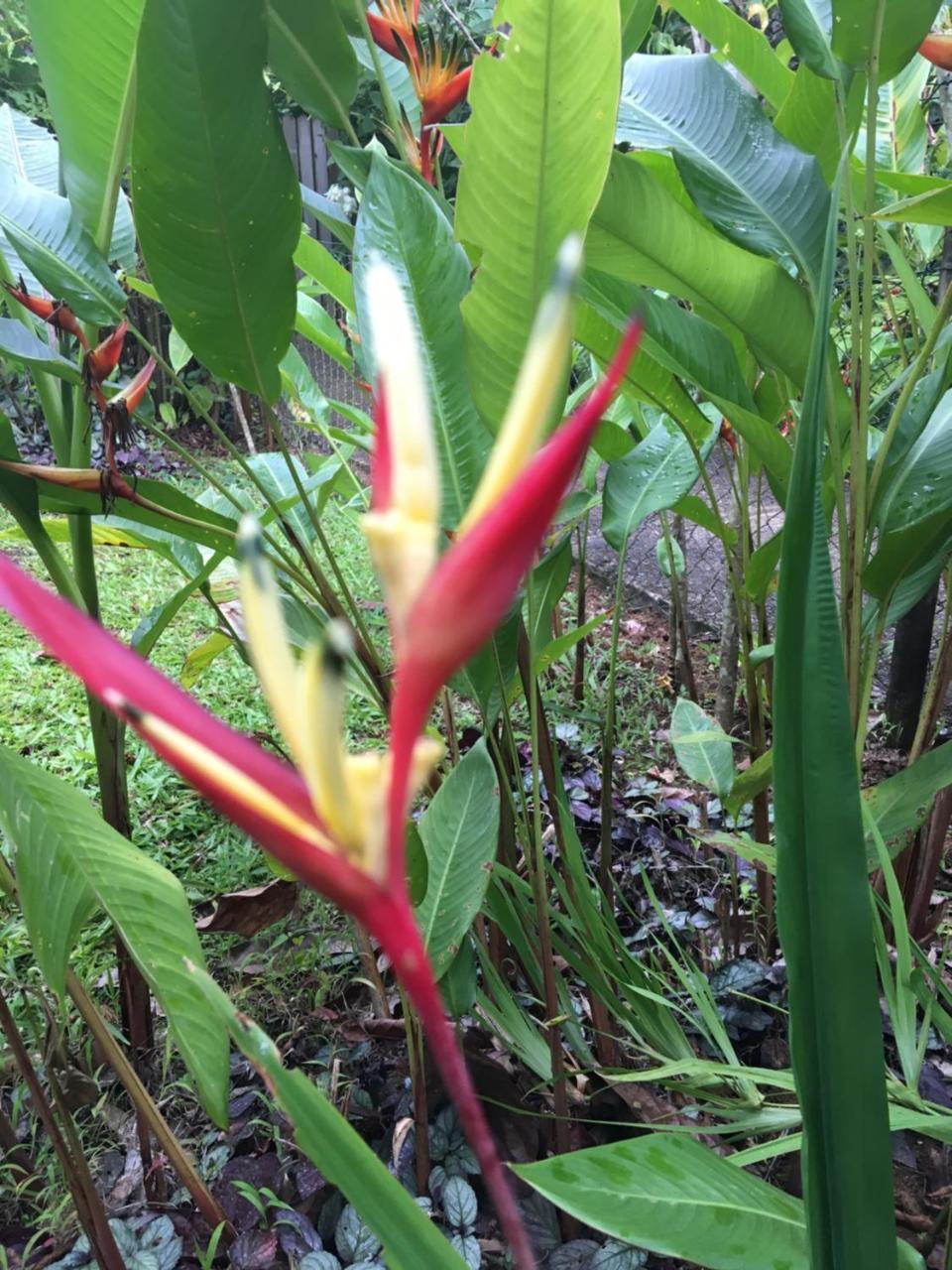 L'Ecomusee Creole De La Guadeloupe Sainte-Rose Buitenkant foto