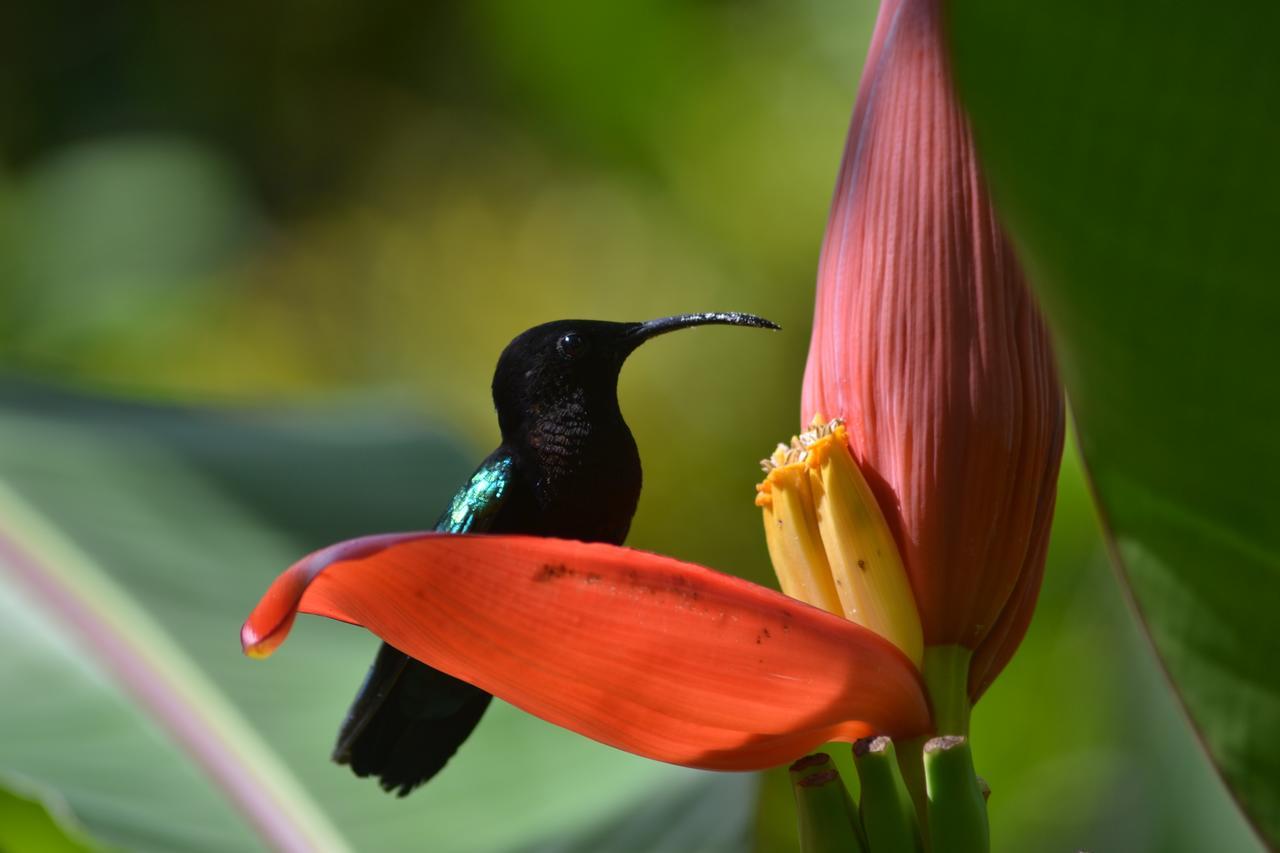L'Ecomusee Creole De La Guadeloupe Sainte-Rose Buitenkant foto