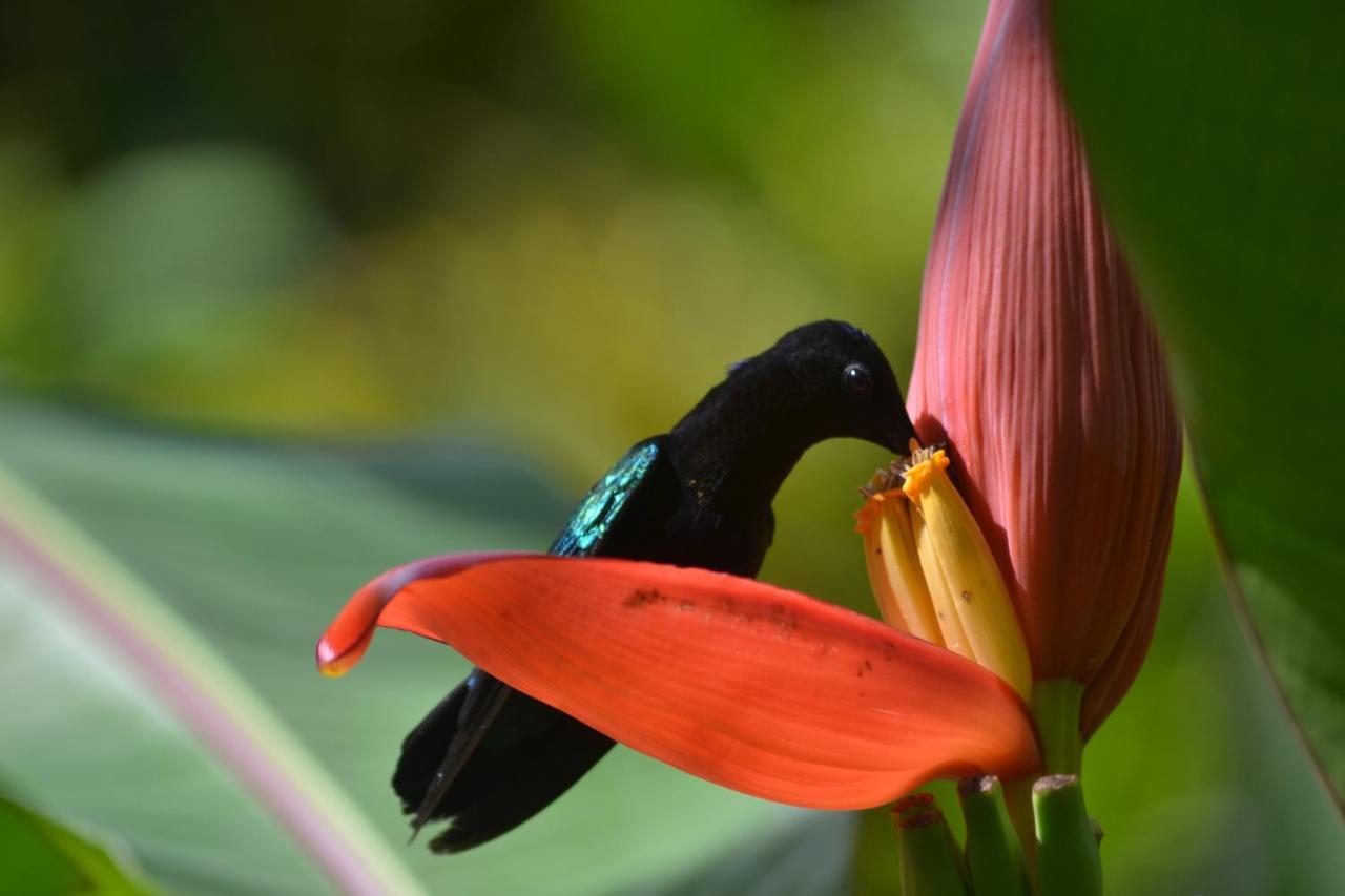 L'Ecomusee Creole De La Guadeloupe Sainte-Rose Buitenkant foto